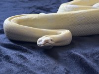 IMG_3067.jpeg