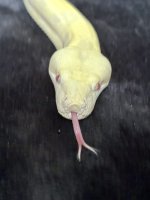 IMG_3091.jpeg