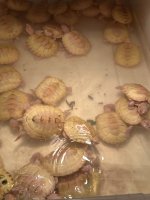 IMG_7858.jpeg