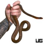 ug_red_machete_4.jpg