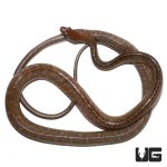 ug_red_machete_2.jpg