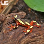 ug_Clown_Tree_Frog_4.jpg