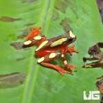 ug_Clown_Tree_Frog_3.jpg