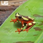 ug_Clown_Tree_Frog_2.jpg