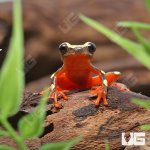ug_Clown_Tree_Frog_1.jpg