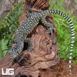 ug_Baby_Pastel_Blue_Tail_Monitor_5.jpg