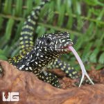 ug_Baby_Pastel_Blue_Tail_Monitor_4.jpg