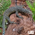 ug_Baby_Pastel_Blue_Tail_Monitor_3.jpg