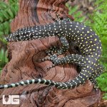 ug_Baby_Pastel_Blue_Tail_Monitor_2.jpg