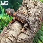 ug_crocodile_skink_4.jpg