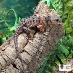 ug_crocodile_skink_1.jpg