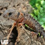 ug_crocodile_skink_3.jpg