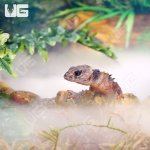 ug_crocodile_skink_2.jpg