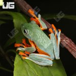 ug_Black_Webbed_Flying_Frog_5.jpg