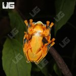 ug_Black_Webbed_Flying_Frog_4.jpg