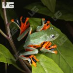 ug_Black_Webbed_Flying_Frog_3.jpg