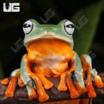 ug_Black_Webbed_Flying_Frog_1.jpg
