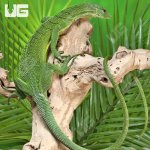 ug_Green_Tree_Monitor_4.jpg