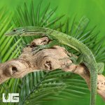 ug_Green_Tree_Monitor_3.jpg