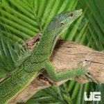 ug_Green_Tree_Monitor_2.jpg