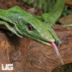 ug_Green_Tree_Monitor_5.jpg