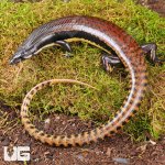 ug_Mueller's_Skink_5.jpg