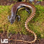 ug_Mueller's_Skink_4.jpg