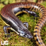 ug_Mueller's_Skink_3.jpg