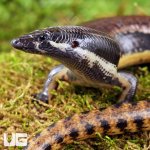 ug_Mueller's_Skink_2.jpg