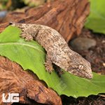 ug_GTA_x_Yate_x_Mt_Khogis_(Dark_Morph)_Leachianus_Gecko_3.jpg