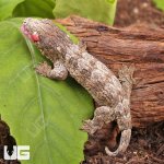ug_GTA_x_Yate_x_Mt_Khogis_(Dark_Morph)_Leachianus_Gecko_1.jpg