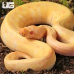ug_Baby_Albino_Gravel_Pinstripe_Ball_Python_2.jpg
