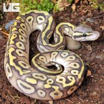 UG_Baby_Ghost_Mojave_Ball_Python_2.jpg