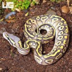 UG_Baby_Ghost_Mojave_Ball_Python_1.jpg