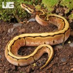 ug_Baby_Gentetic_Stripe_Spider_Ball_Python_2.jpg