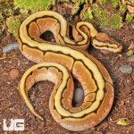 ug_Baby_Gentetic_Stripe_Spider_Ball_Python_1.jpg