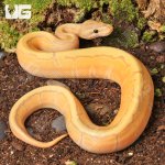 ug_Baby_Banana_Pinstripe_Ball_Python_3.jpg
