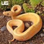ug_Baby_Banana_Pinstripe_Ball_Python_1.jpg