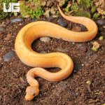 ug_Baby_Banana_Pinstripe_Het_Gentetic_Stripe_Ball_Python_3.jpg