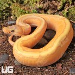 ug_Baby_Banana_Pinstripe_Het_Gentetic_Stripe_Ball_Python_2.jpg