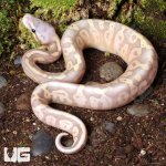 ug_Baby_Banana_Super_Pastel_Ball_Python_2.jpg