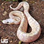 ug_Baby_Banana_Super_Pastel_Ball_Python_1.jpg