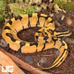 UG_Baby_Ghost_Enchi_Ball_Python_3.jpg