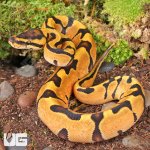 UG_Baby_Ghost_Enchi_Ball_Python_1.jpg