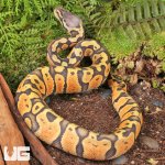 ug_Baby_Ghost_Pastel_Ball_Python_2.jpg