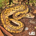 ug_Baby_Clown_Pastel_Ball_Python_2.jpg