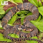 ug_banded_water_snake_4.jpg