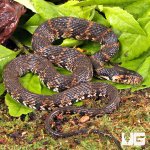 ug_banded_water_snake_2.jpg