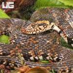 ug_banded_water_snake_1.jpg