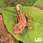 ug_Baby_Full_Pinstripe_Crested_Gecko_4.jpg